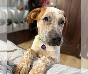 Red Heeler-Unknown Mix Dogs for adoption in Fargo, ND, USA