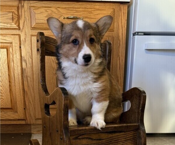 Medium Photo #3 Pembroke Welsh Corgi Puppy For Sale in STANLEY, WI, USA