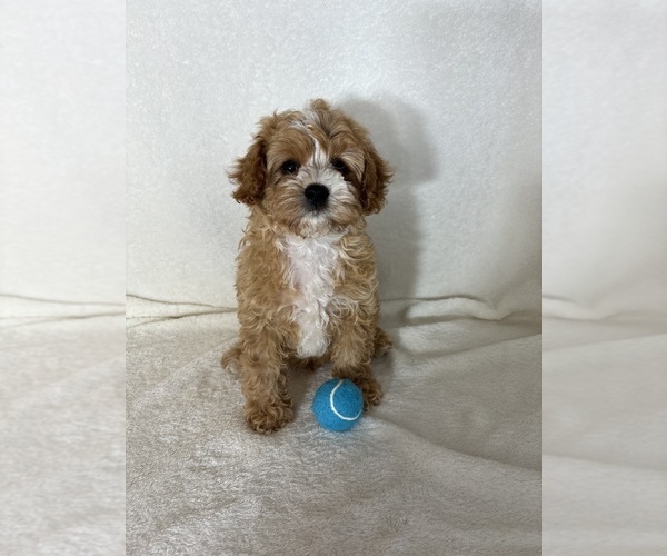 Medium Photo #4 Cavapoo mix (+ Poodle Miniature) Puppy For Sale in GREENFIELD, IN, USA