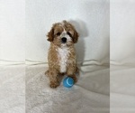 Small #3 Cavapoo mix (+ Poodle Miniature)