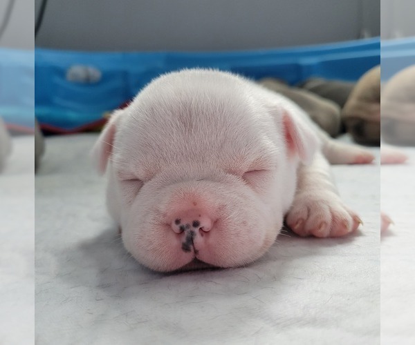 Medium Photo #13 American Bully Puppy For Sale in OLYMPIA, WA, USA