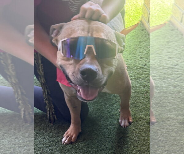 Medium Photo #8 Bulldog-Unknown Mix Puppy For Sale in The Woodlands, TX, USA
