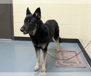 Gerberian Shepsky Dogs for adoption in Denver, CO, USA