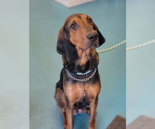 Medium Photo #3 Coonhound Puppy For Sale in Muskegon, MI, USA