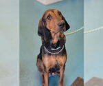 Small #2 Coonhound