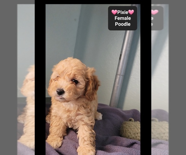 Medium Photo #2 Poodle (Toy) Puppy For Sale in TUCSON, AZ, USA
