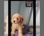 Small #1 Poodle (Toy)