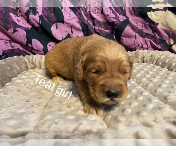 Medium Photo #2 Goldendoodle Puppy For Sale in ALDER, WA, USA