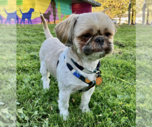 Shih Tzu-Unknown Mix Dogs for adoption in Bellevue, WA, USA