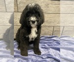 Small Photo #3 Bernedoodle Puppy For Sale in RICHMOND, IL, USA