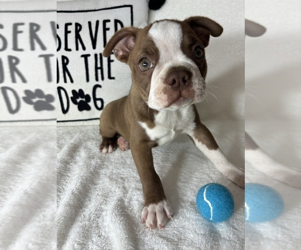 Medium Photo #4 Boston Terrier Puppy For Sale in GREENFIELD, IN, USA