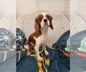 Cavalier King Charles Spaniel Dogs for adoption in Smithfield, PA, USA