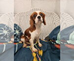 Small Cavalier King Charles Spaniel