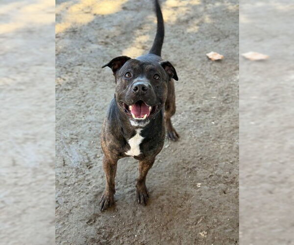 Medium Photo #3 Mutt Puppy For Sale in Riverside, CA, USA