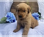 Small #1 Golden Retriever