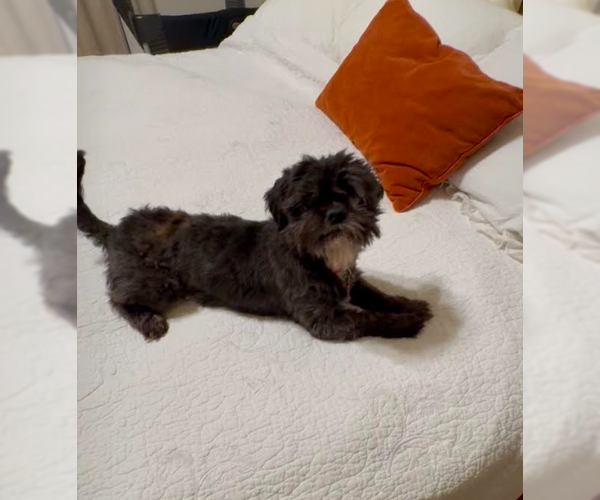 Medium Photo #3 Shih Tzu Puppy For Sale in San Diego, CA, USA