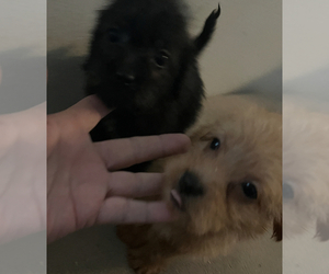 Chorkie-Poodle (Miniature) Mix Dog for Adoption in VENETA, Oregon USA