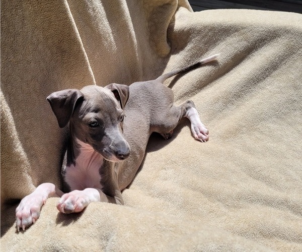 Medium Photo #4 Italian Greyhound Puppy For Sale in NEWTOWN SQUARE, PA, USA