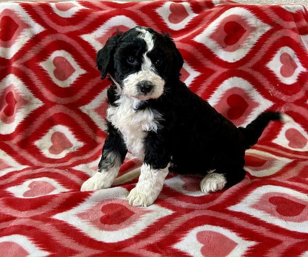 Medium Photo #1 Bordoodle Puppy For Sale in NEW HAVEN, IN, USA