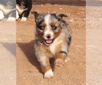 Small #6 Miniature Australian Shepherd