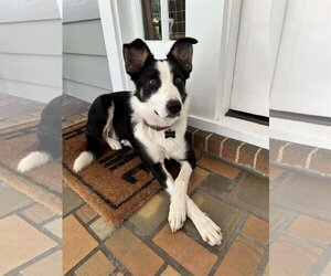Border Collie Dogs for adoption in Highland, IL, USA