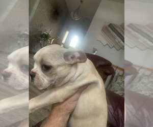 Boston Terrier Puppy for sale in PRAIRIE DU SAC, WI, USA
