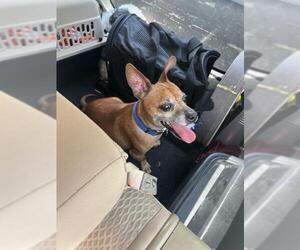 Chihuahua Dogs for adoption in Fort Lauderdale, FL, USA