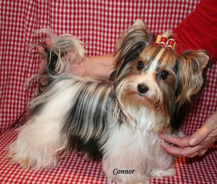 Medium Photo #1 Biewer Terrier Puppy For Sale in GREENSBURG, IN, USA