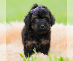Small #4 Poodle (Miniature)