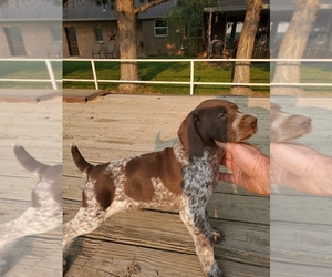 German Shorthaired Pointer Puppy for sale in ANCHORAGE, UT, USA