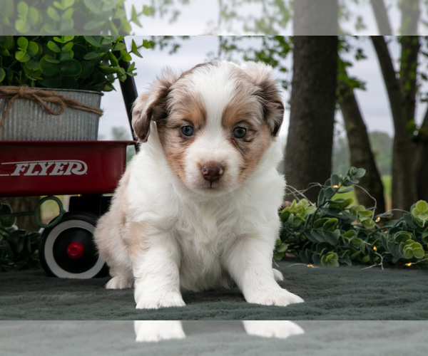 Medium Photo #2 Miniature Australian Shepherd Puppy For Sale in CHRISTIANA, PA, USA
