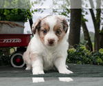 Small #1 Miniature Australian Shepherd