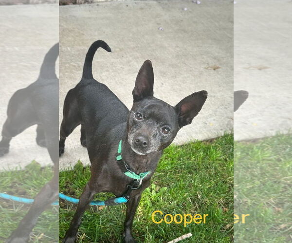 Medium Photo #2 Miniature Pinscher-Unknown Mix Puppy For Sale in Los Angeles, CA, USA