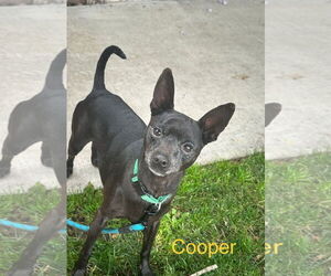 Beckham and Cooper - Male Miniature Pinscher-Unknown Mix Dog for Adoption - Photo #2