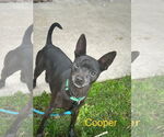 Small #1 Miniature Pinscher Mix