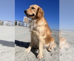 Small #14 Golden Retriever