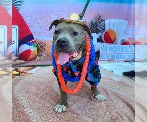 American Pit Bull Terrier Dogs for adoption in Long Beach, CA, USA