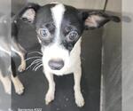 FLUFFY - Female Chihuahua-Unknown Mix Dog for Adoption - Small photo