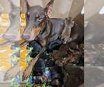 Small Photo #1 Doberman Pinscher Puppy For Sale in CORBIN, KY, USA