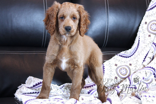 Medium Photo #2 Goldendoodle (Miniature) Puppy For Sale in CLAY, PA, USA