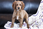 Small Photo #2 Goldendoodle (Miniature) Puppy For Sale in CLAY, PA, USA