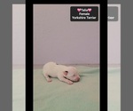 Talia - Female Yorkshire Terrier Puppy for Sale - Photo #2