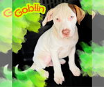 Goblin - Male Mutt Dog for Adoption - Small photo