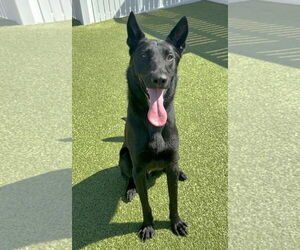 Mutt Dogs for adoption in Boonton, NJ, USA