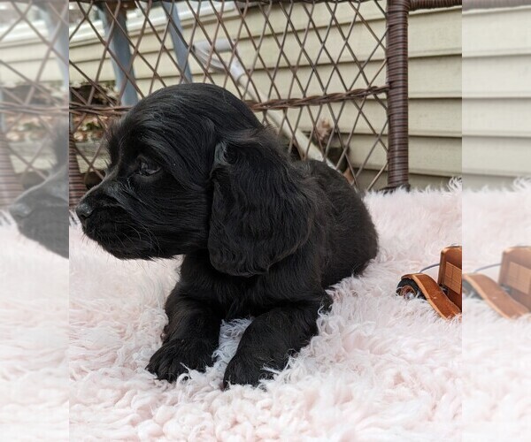 Medium Photo #7 Cock-A-Poo Puppy For Sale in SALEM, MO, USA