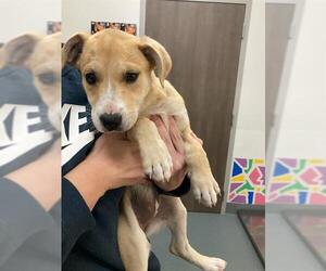 American Pit Bull Terrier Dogs for adoption in Baytown, TX, USA