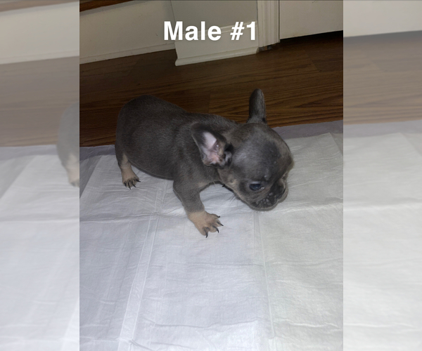 Medium Photo #13 French Bulldog Puppy For Sale in FAYETTEVILLE, NC, USA