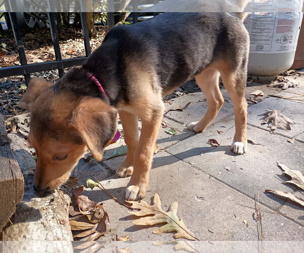 Medium Photo #3 Mutt Puppy For Sale in Cary, NC, USA