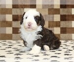 Image preview for Ad Listing. Nickname: Bailey