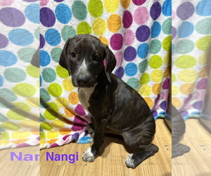 Nangi/Princess - Female Labrador Retriever-Unknown Mix Dog for Adoption - Photo #2